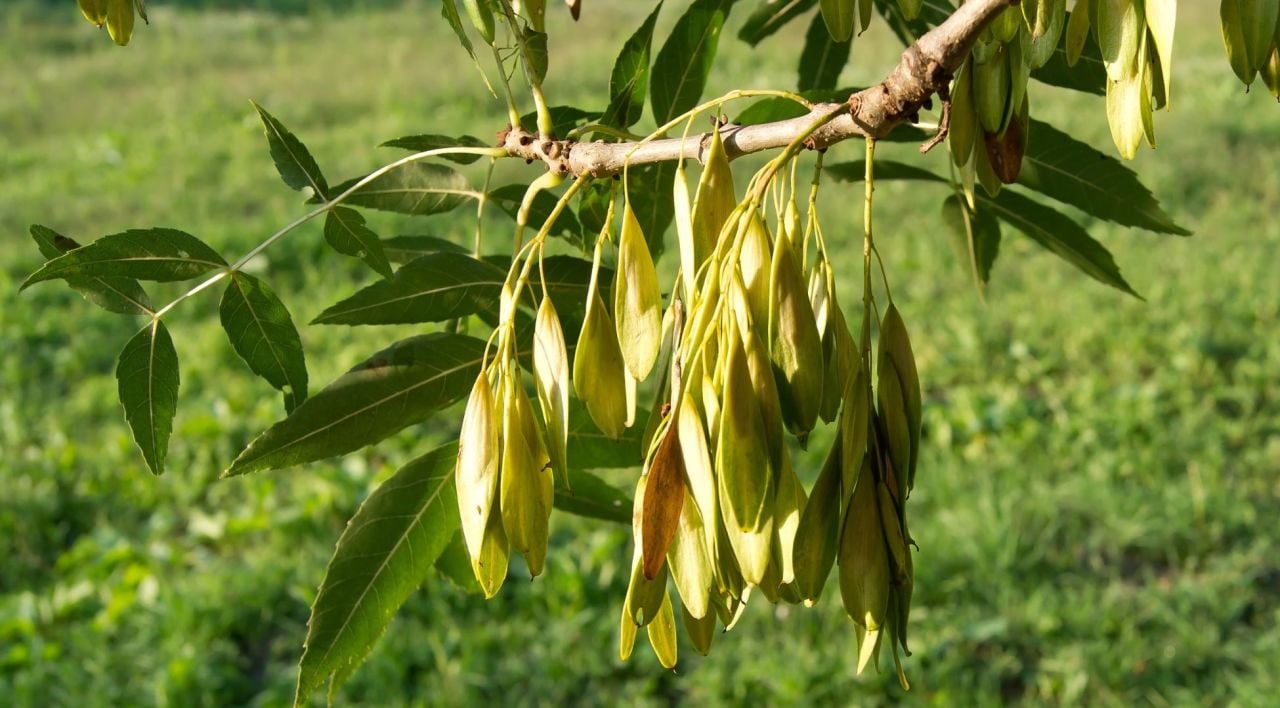Dişbudak Ağacı Nedir?
