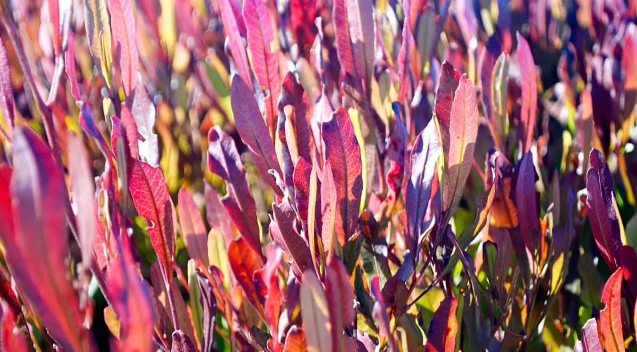 Dodenya Fidanı Özellikleri