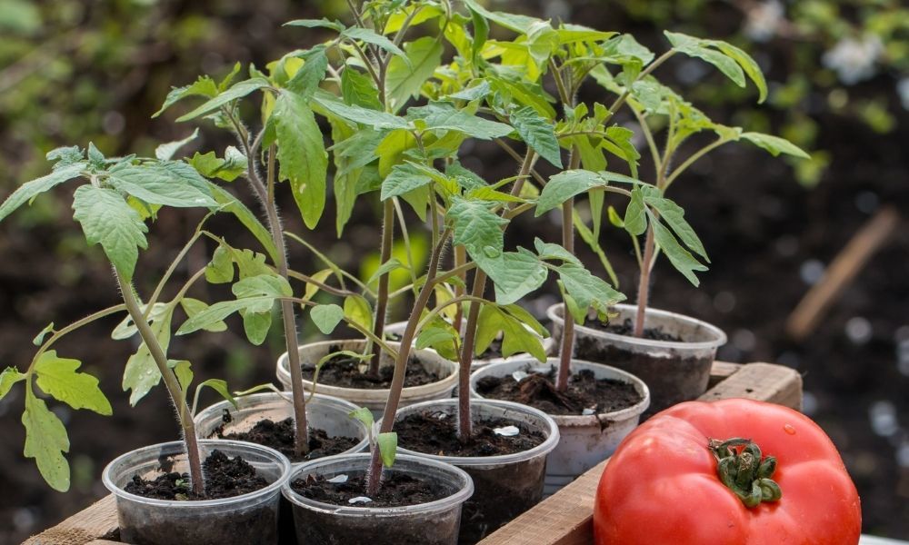 Domates Fidesi Nasıl Dikilir
