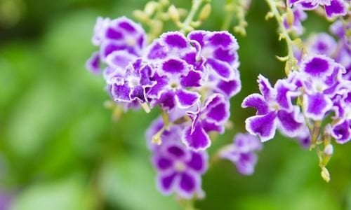 Duranda Çiçeği Bakımı