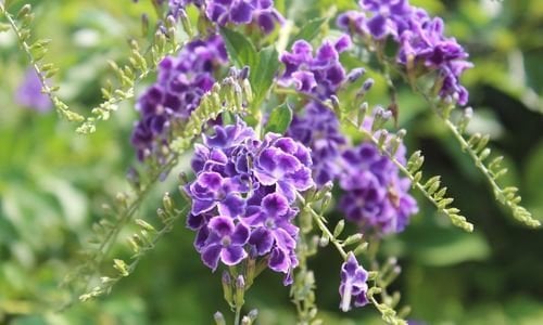 Duranda Çiçeği Özellikleri