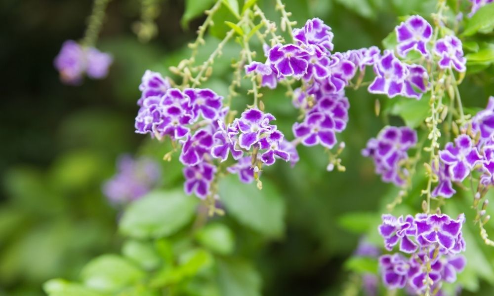 Duranda Ağaç Menekşesi Bakımı