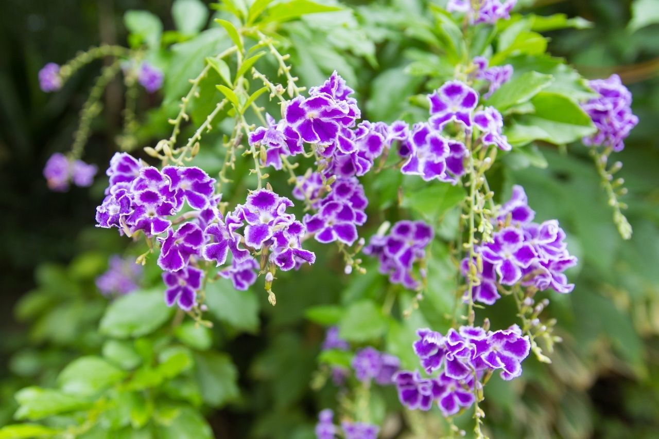 Unutma Beni Çiçeği Bakımı