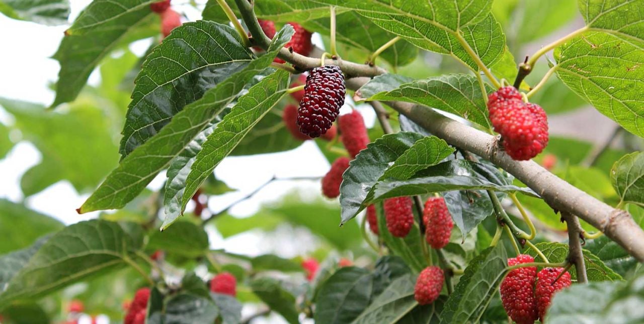 Dutun Faydaları Nelerdir