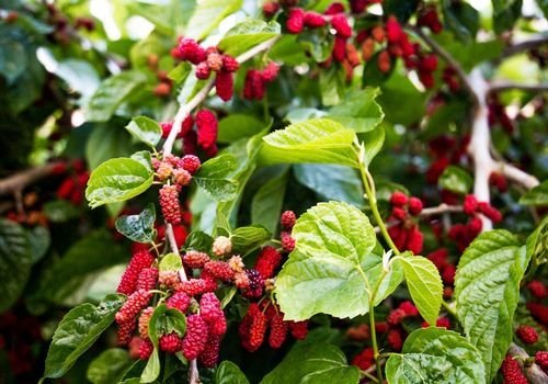 Dut Fidanı Satışı