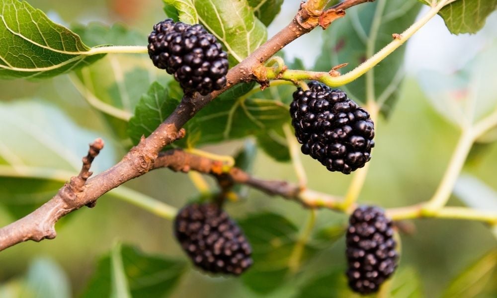 Dut Fidanı Fiyatları