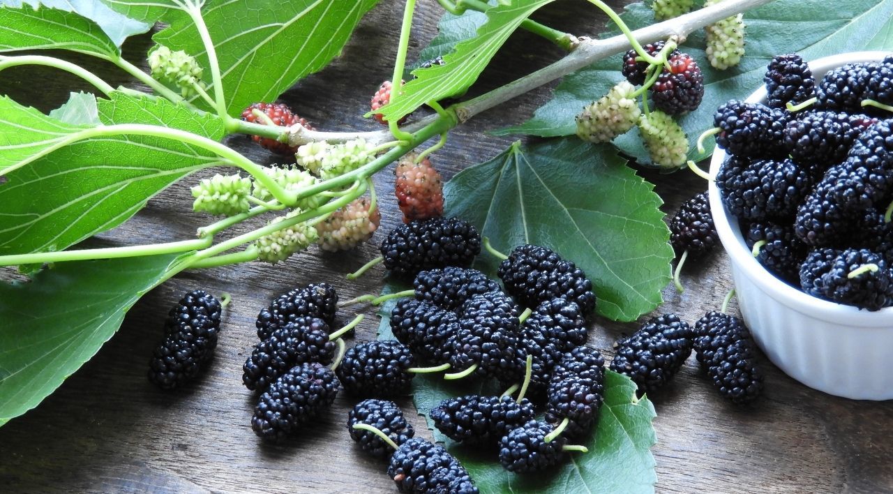 Avustralya Dut Fidanı Özellikleri