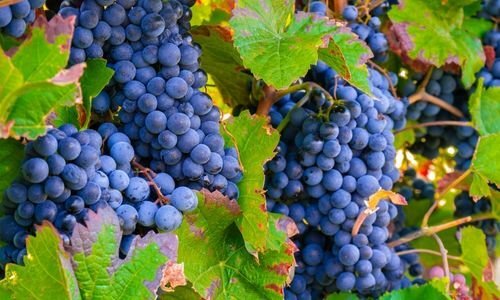 Edincik Karası Üzüm Fidanı Bakımı