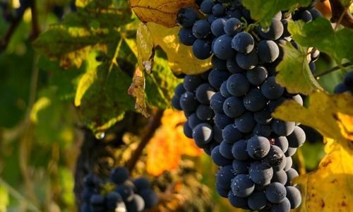 Edincik Karası Üzüm Fidanı Özellikleri