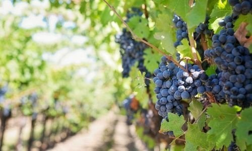 Edincik Karası Üzüm Fidanı Satışı