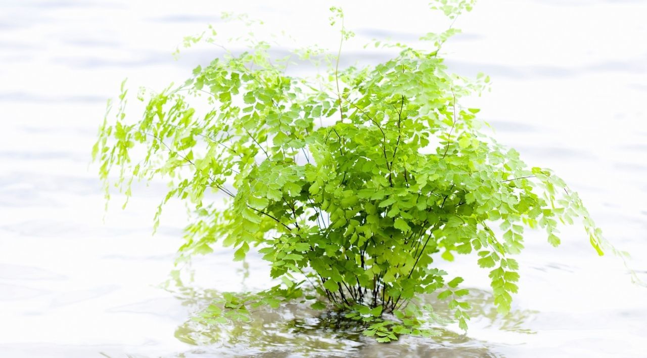 Eğrelti Kadın Saçı Bitkisi Satışı