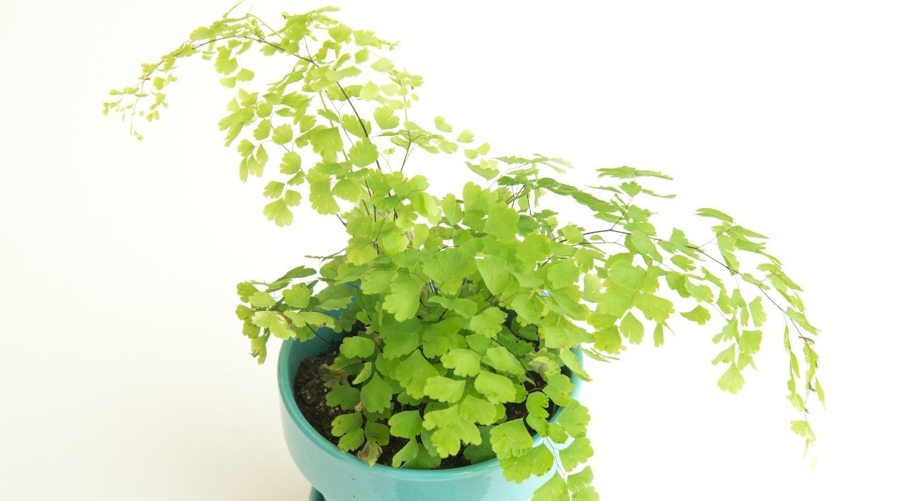 Eğrelti Kadın Saçı Bitkisi Bakımı