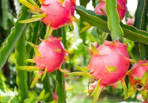 Ejder Meyvesi Fidanı Bakımı