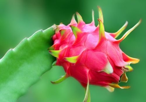 Ejder Meyvesi Fidanı Özellikleri