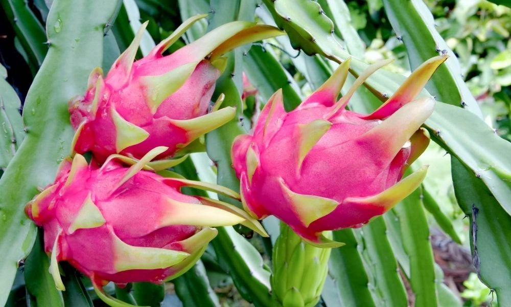 Ejder Meyvesi Nasıl Yenir?