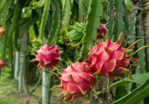 Ejder Meyvesi Fidanı Satışı