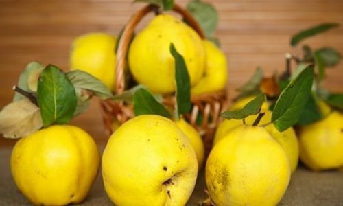 Eşme Ayvası Fidanı Bakımı