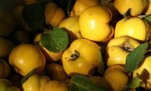 Eşme Ayvası Fidanı Fiyatı