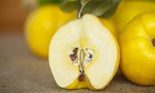 Eşme Ayvası Fidanı Satışı