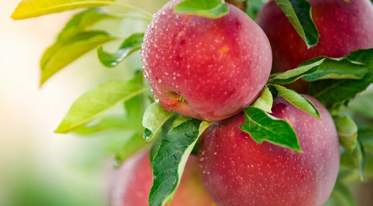 Aşılı Elma Fidanı Özellikleri