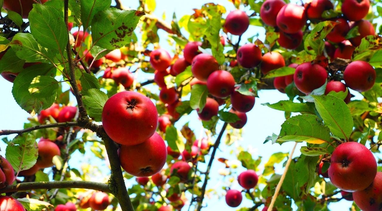 Elma Fidanı Çeşitleri
