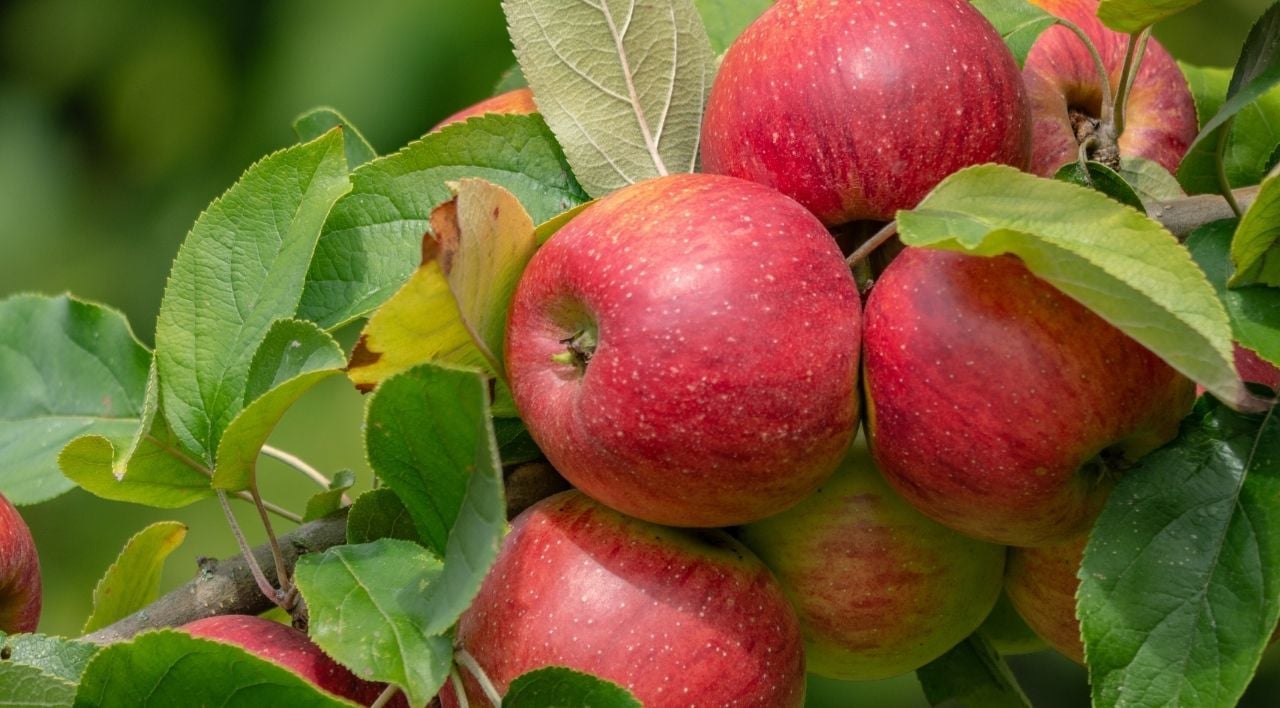 Elma Fidanı Özellikleri
