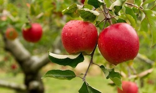 Elma Fidanı Satanlar