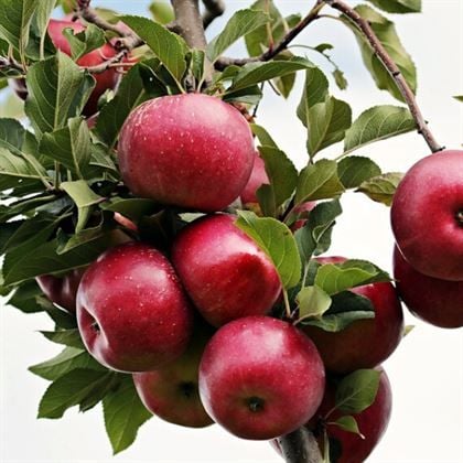 Elma Fidanı Çeşitleri ve Fiyatları