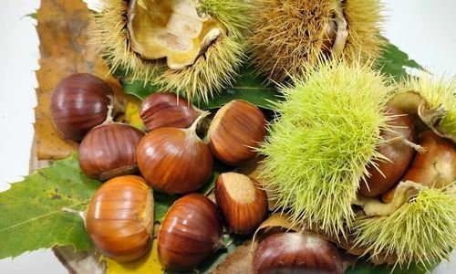 Erfelek Kestane Fidanı Bakımı