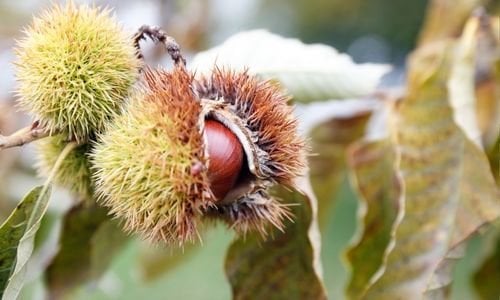 Erfelek Kestane Fidanı Satışı