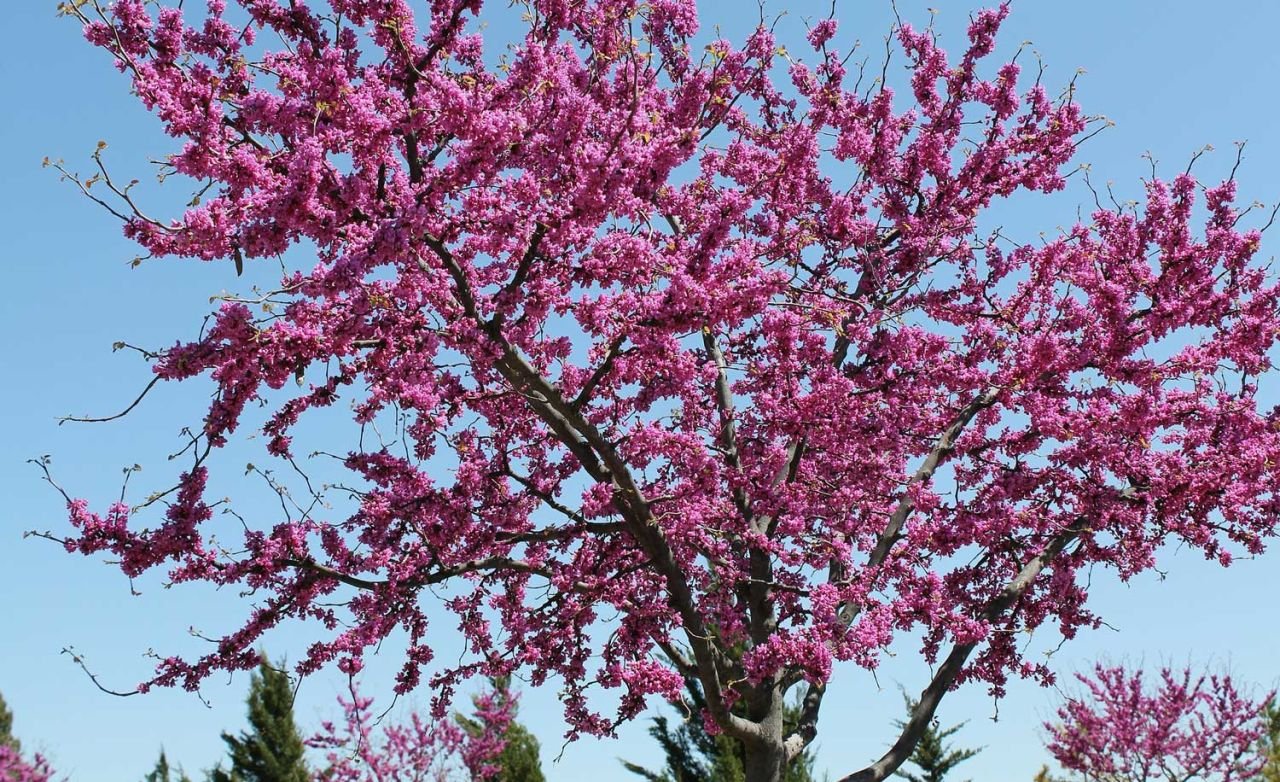 Erguvan Ağacı Bakımı Nasıl Yapılır