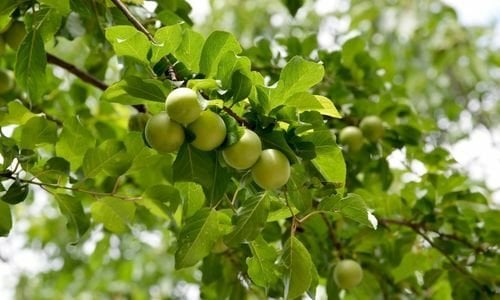 Erik Fidanı Çeşitleri Nelerdir?