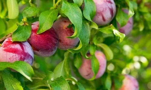 Erik Fidanı Özellikleri