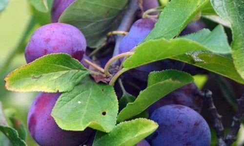 Erik Fidanı Satışı