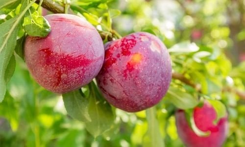 Erik Fidanı Bakımı