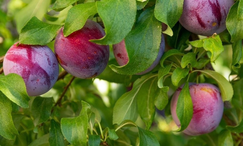 Erik Fidanı Çeşitleri