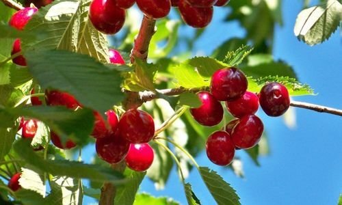 Eşme Kirazı Fidanı Bakımı