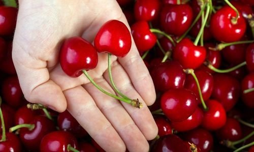 Eşme Kirazı Fidanı Özellikleri