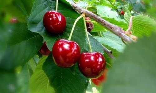 Eşme Kirazı Fidanı Satışı