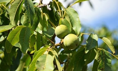 Fernor Ceviz Fidanı Özellikleri