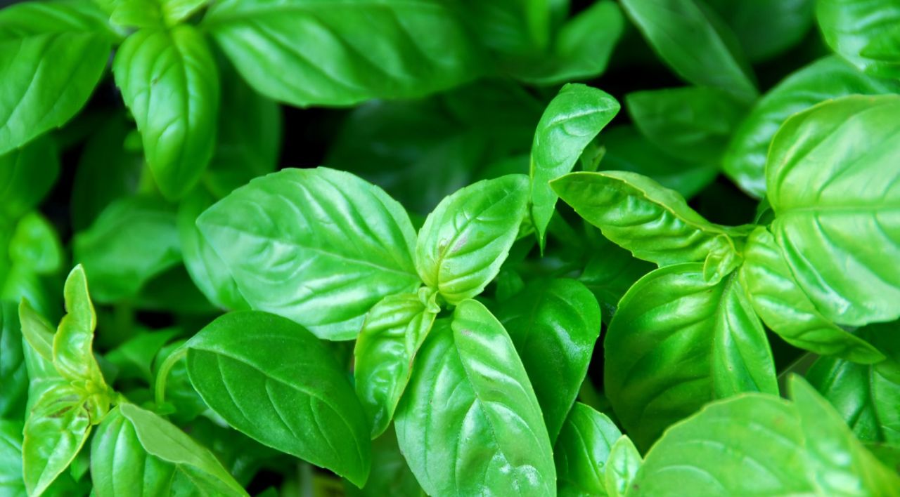 Fesleğen Çiçeği Bakımı