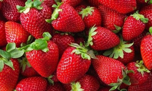 Festival Çilek Fidesi Bakımı