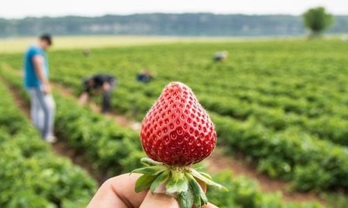 Festival Çilek Fidesi Fiyatı