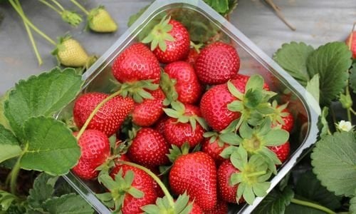 Festival Çilek Fidesi Özellikleri