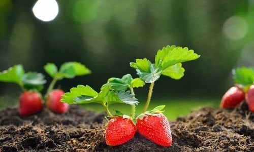 Festival Çilek Fidesi Satışı