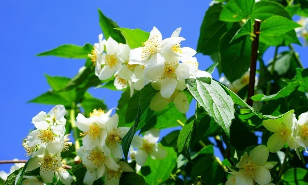 Filbahri Çiçeği Özellikleri