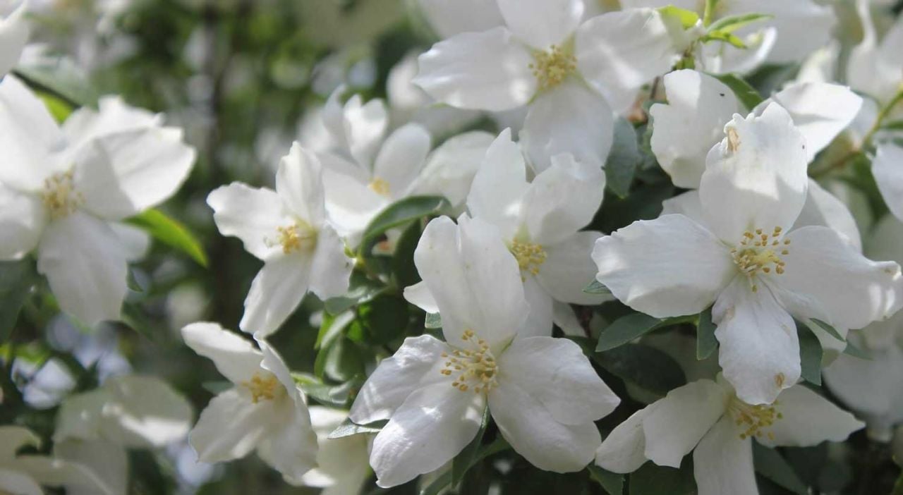 Filbahri Çiçeği Faydaları