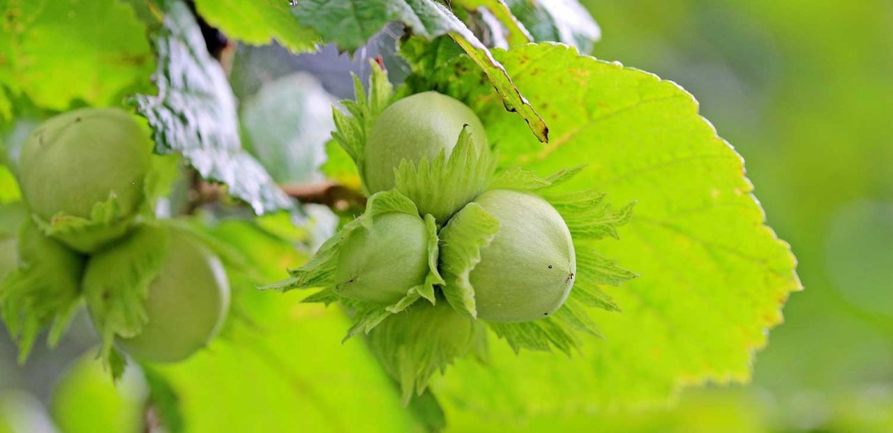 Fındık Fidanı Türleri Nelerdir