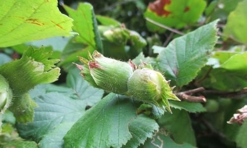 Giresun Fındık Fidanı Özellikleri