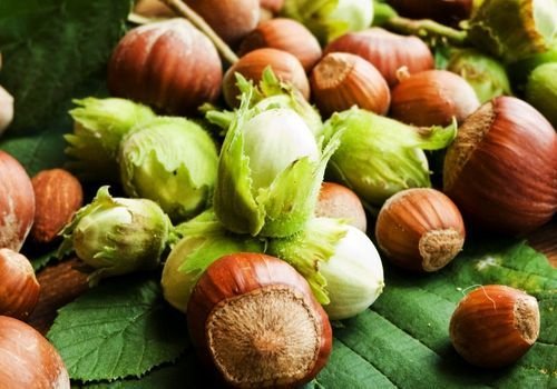 Fındık Fidanı Bakımı